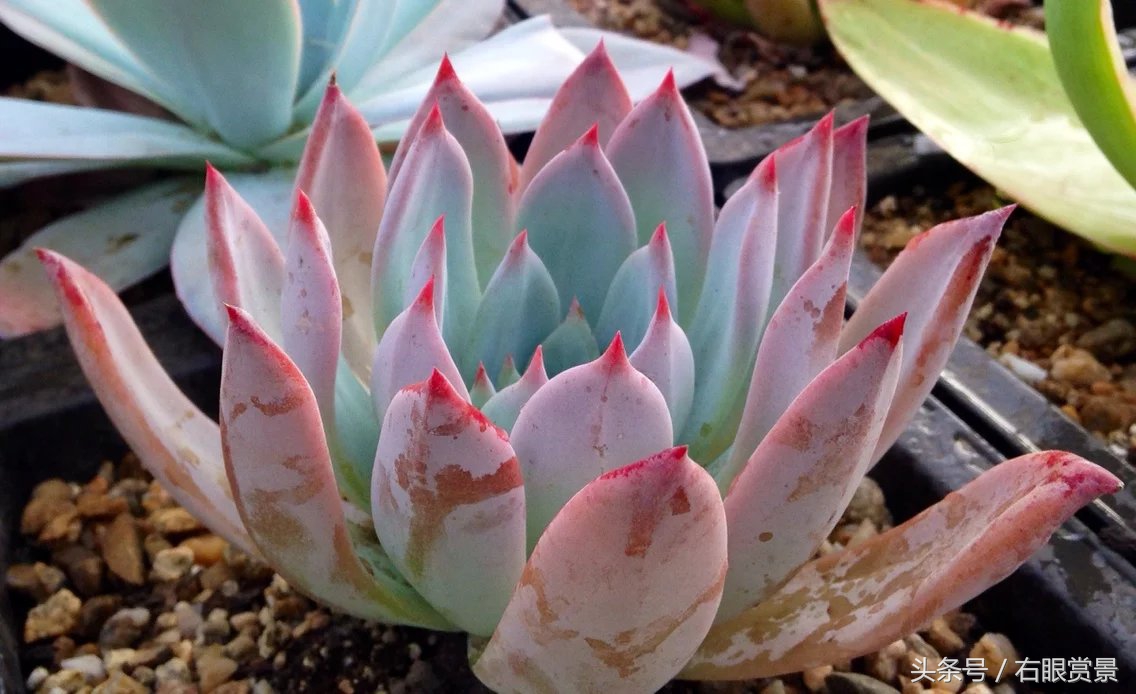 精品多肉颗颗都是韩版欧货老桩让您大呼过瘾