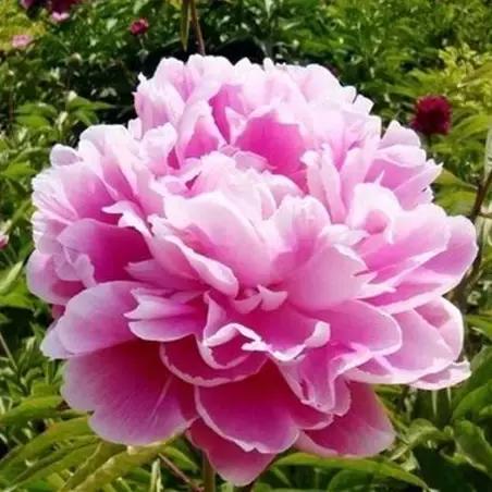 花木博览园一日游,春季游玩博览会