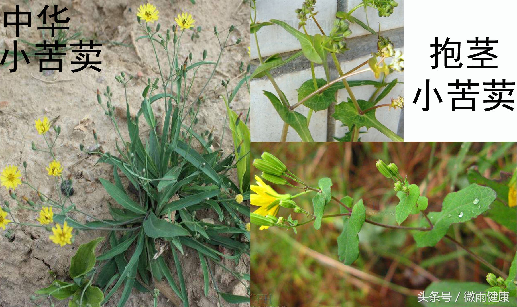 南方乡间野草大全可清热解毒,路边野花清热解毒