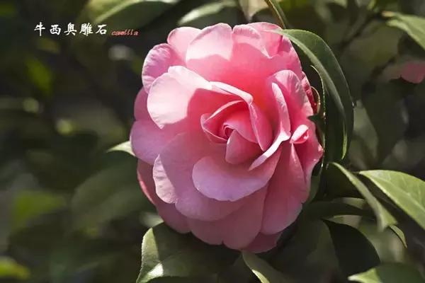 四大名花之山茶,中国百种山茶图片