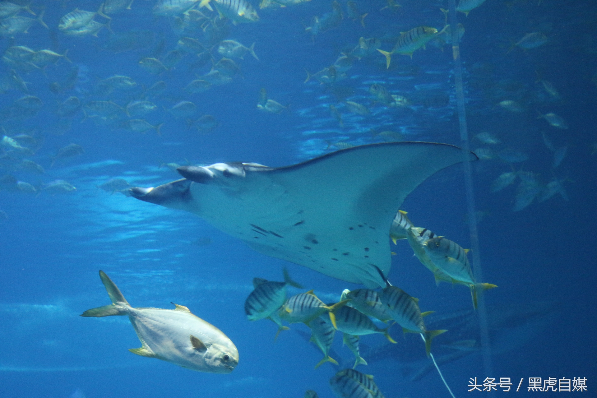 旅游珠海长隆海洋王国攻略,长隆珠海海洋王国游玩一天攻略