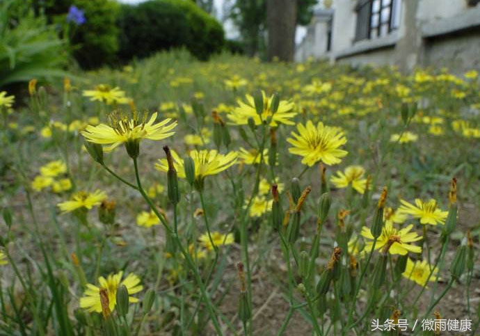 南方乡间野草大全可清热解毒,路边野花清热解毒