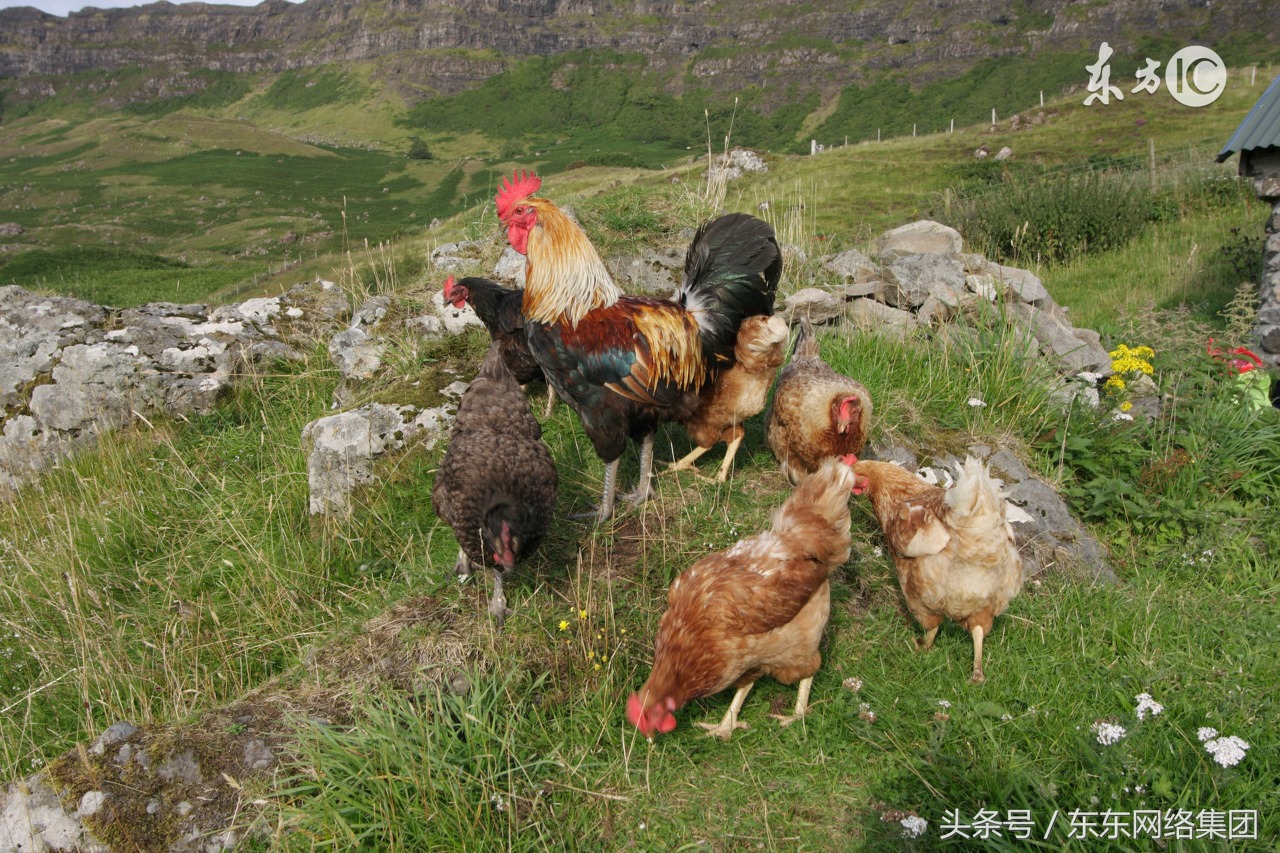 鸡群啄肛的原因是什么,鸡群啄毛的原因