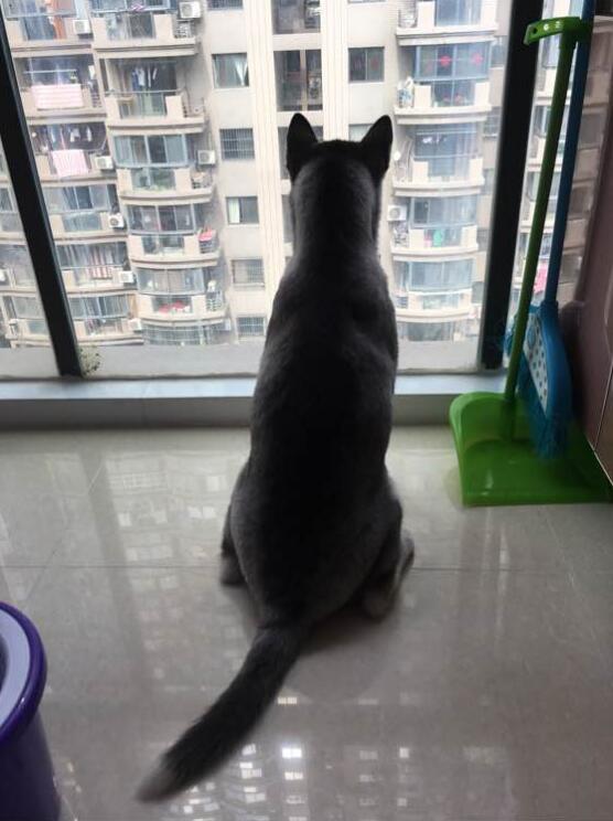 哈士奇该如何训练不拆家呢,怎么训练哈士奇在家不拆家