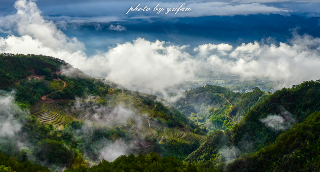 云端上的世外桃源，看看浇灌牛奶和土鸡蛋的有机乌龙茶长成啥样