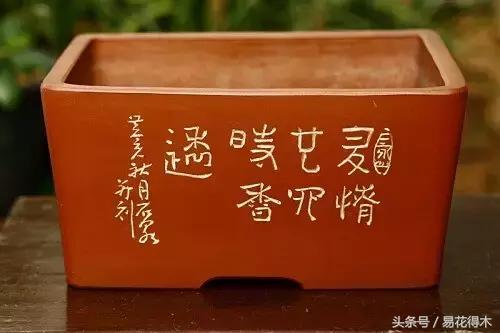 陶瓷花盆适合种什么花,仿瓷的花盆养花好吗