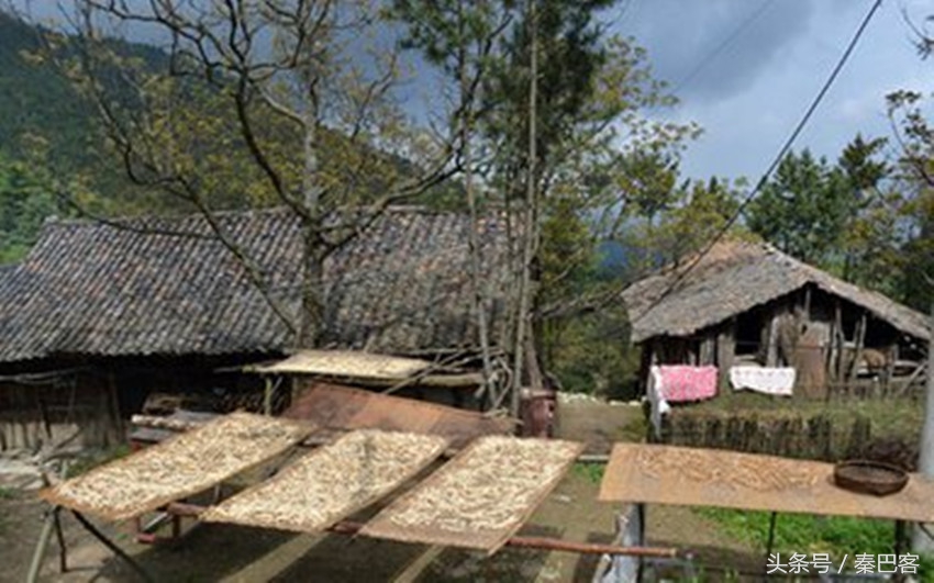 农村不值钱毛竹笋,城市人特别喜欢