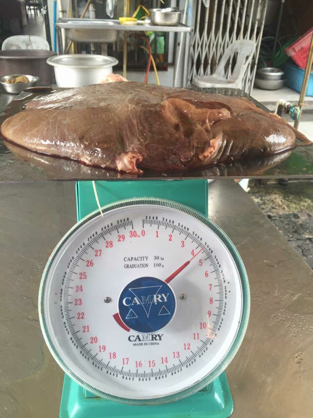 大龙趸石斑鱼8斤,30斤龙趸石斑鱼