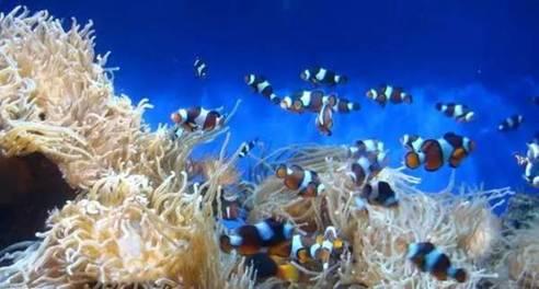 重庆汉海海洋公园几个馆,重庆汉海海洋公园过年开馆吗