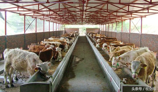 苍蝇对猪场的危害,养殖场苍蝇怎么消灭最有效