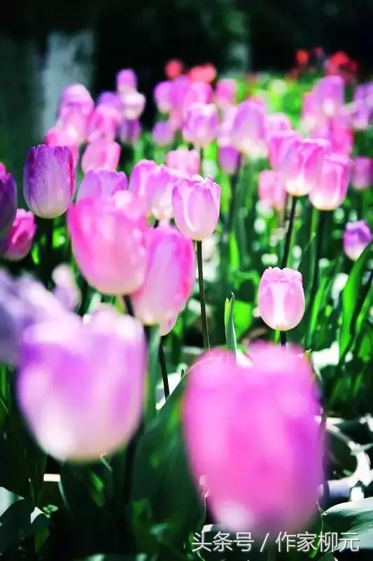 银川花博园郁金香花海,银川花博园游览图