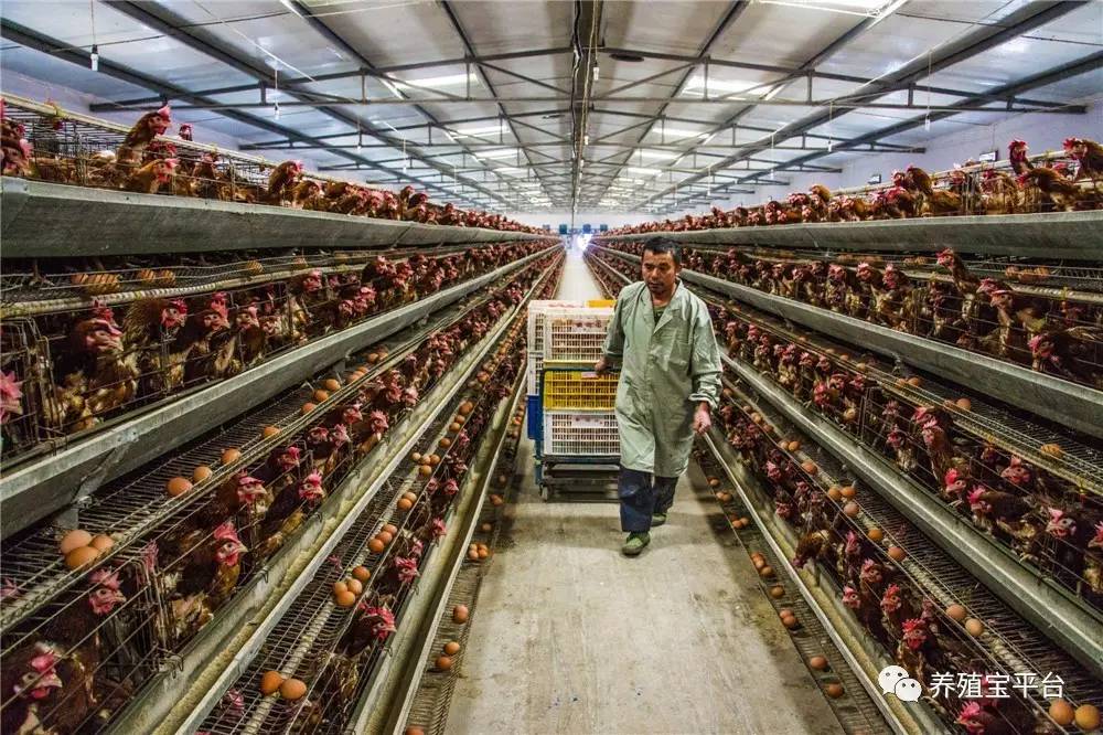蛋鸡养殖led灯泡,led灯对鸡有影响