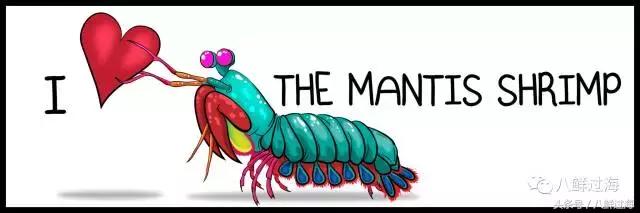 比手臂还粗的皮皮虾你吃过了吗,比手臂还要大的皮皮虾你吃过没有