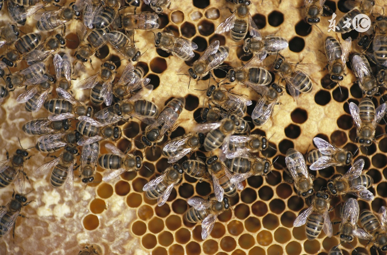 蜜蜂生病怎么治最好,蜜蜂得病了如何防治