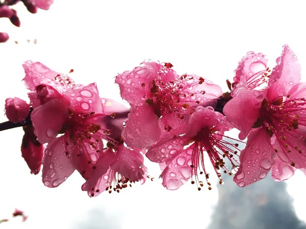 张家界下雨旅游攻略,张家界雨天旅游攻略