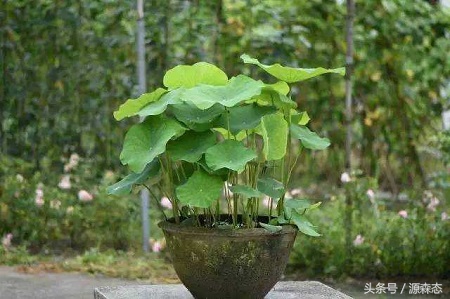 碗莲不用泥土用水能开花吗,碗莲水养的种植方法和注意事项