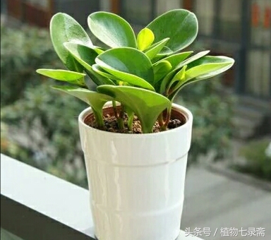 豆瓣绿怎么能长得粗壮,豆瓣绿能长多高