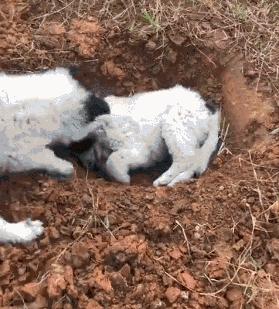 俗话说“虎毒不食子”,微笑天使萨摩耶咬死刚出生的小哈士奇