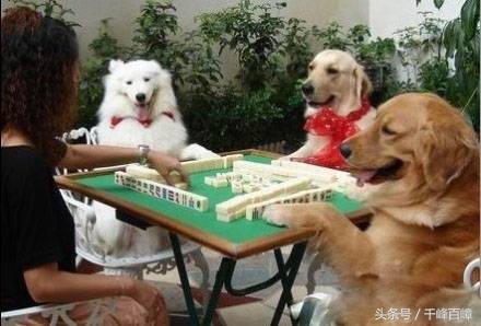 可爱的宝宝斗鸡眼,你们的宝宝斗鸡眼吗