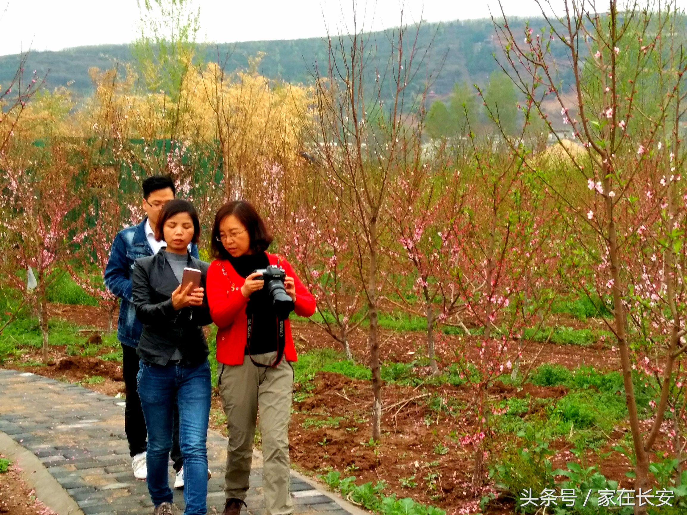 西安桃花花海旅游节,西安长安桃花园景区