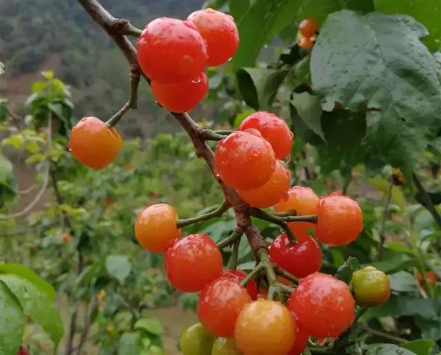 攀枝花的樱桃桑葚熟了,攀枝花樱桃口感