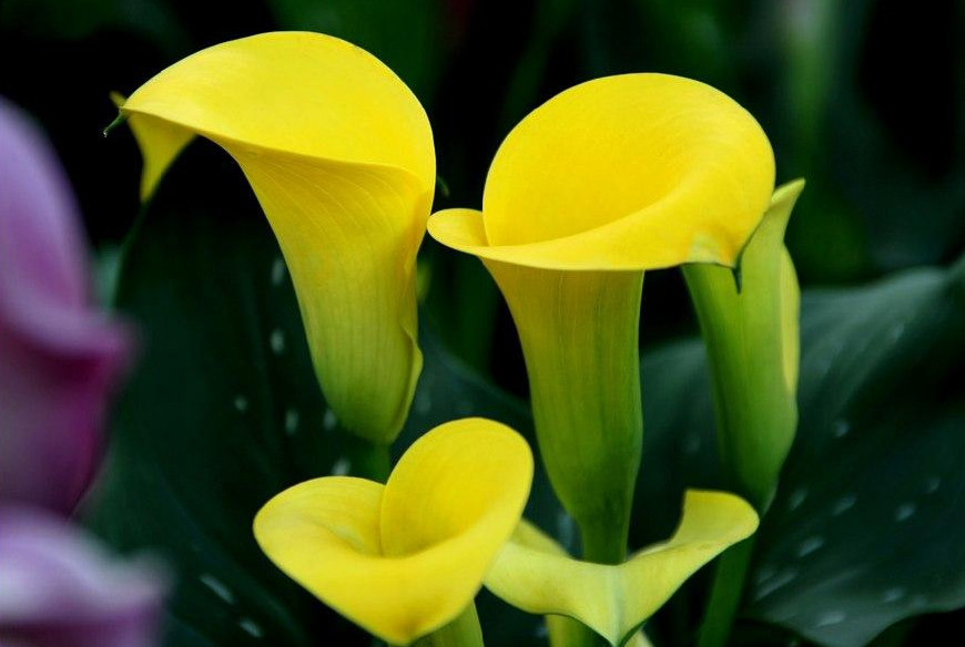 马蹄莲挺秀雅致，花苞洁白，叶片翠绿，可药用清热解毒，治烫伤