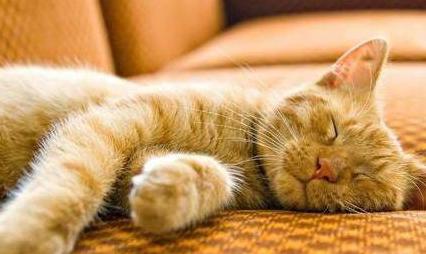 午睡有哪些好处和坏处,午睡对身体有什么好吗