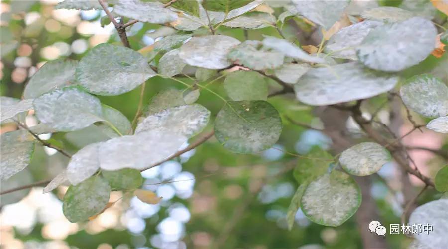 园林养护这个工作怎么样,园林绿地建植与养护管理