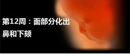 燕窝的正确炖法和吃法孕妇怎么吃 (怀孕期间孕妇什么时候吃燕窝最好)