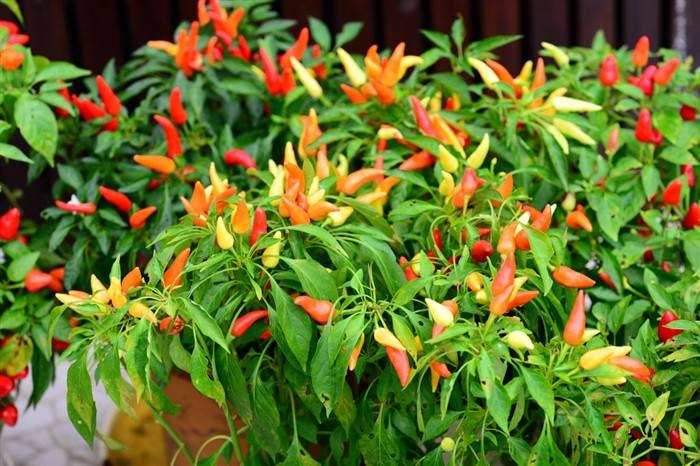 七彩辣椒多少钱一盆,观赏辣椒多少钱一盆