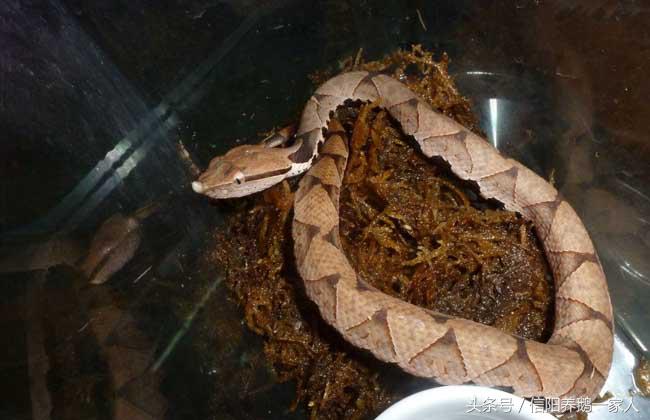 被五步蛇咬了怎么办动漫,被五步蛇咬了怎么办原版