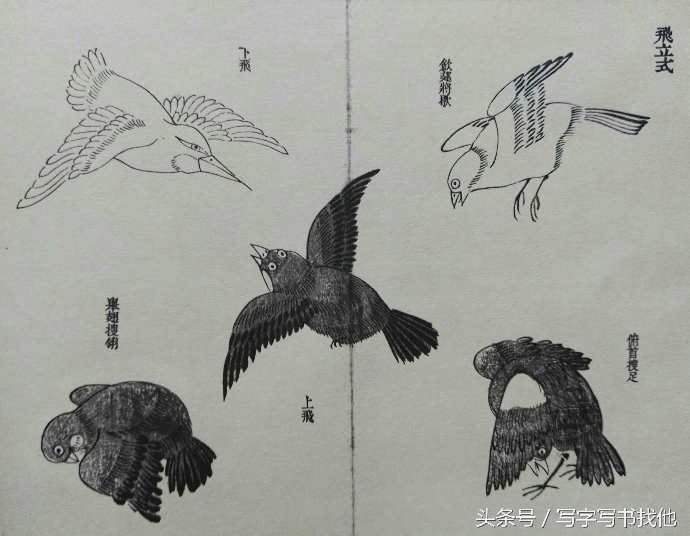 100幅鸟的画法内附绘画步骤,画鸟初学者入门步骤