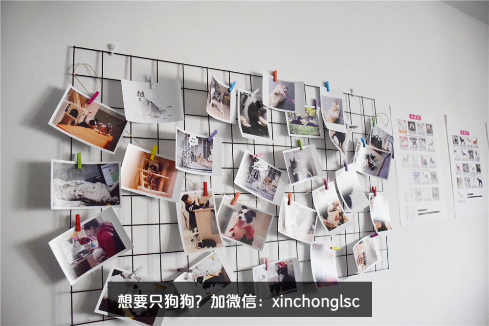 这家公司在办公室里养了十几只宠物员工幸福指数真高