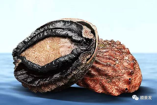 十种常见贝类海鲜图片,贝类海鲜全图