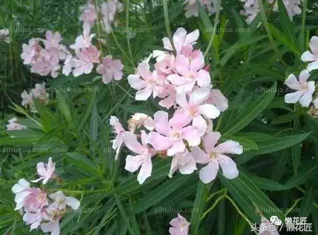 有毒有害的花草有哪些,千万不要碰的10种毒虫