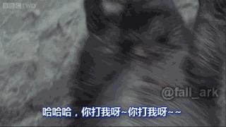 非洲的鬣狗还有蜜獾谁厉害呢,非洲蜜獾跟鬣狗谁厉害