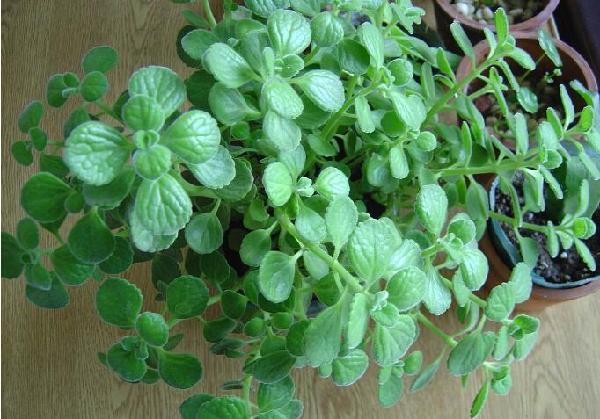 小本投资创业做什么好,小本投资创业项目网