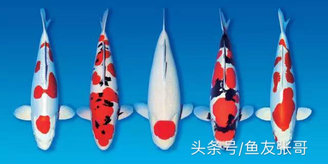 甲硝唑可以治疗锦鲤鱼凸眼吗,锦鲤鱼凸眼鱼胸肿胀什么问题