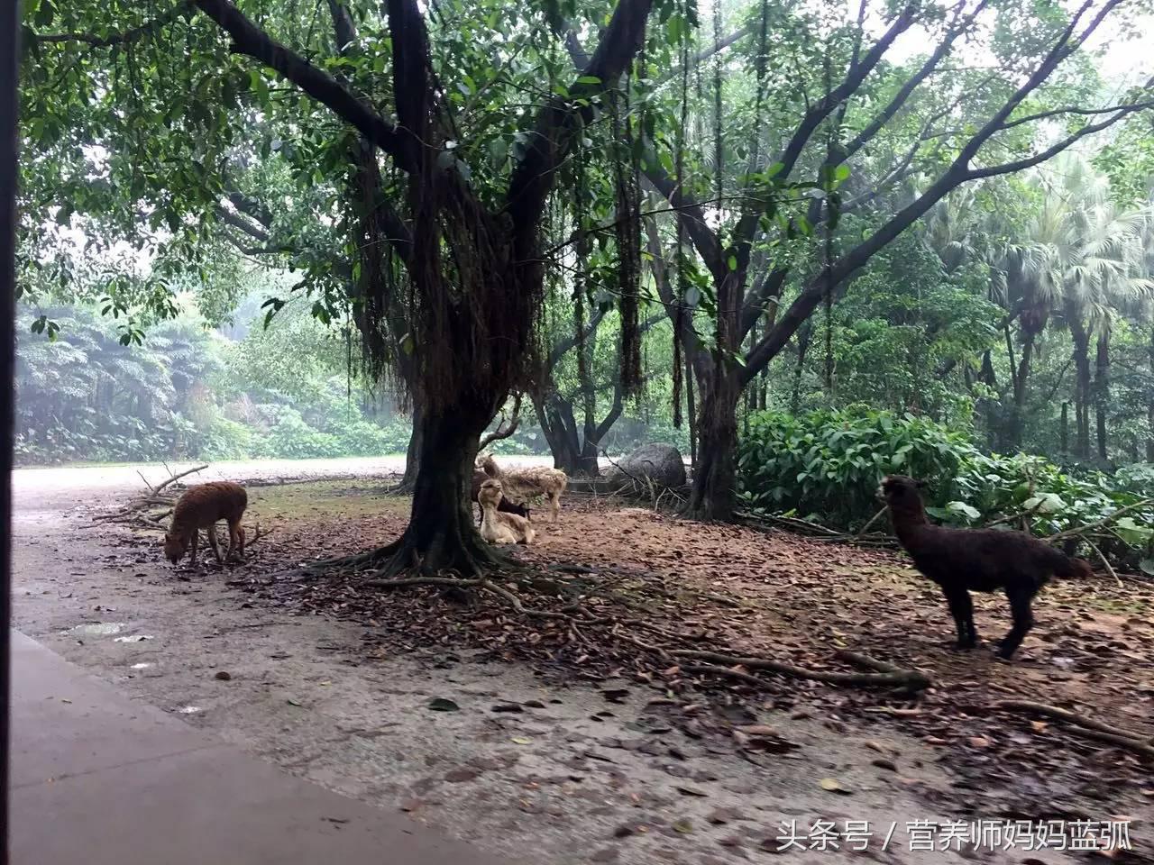 广州长隆海洋王国一日游攻略,广州长隆海洋王国亲子攻略