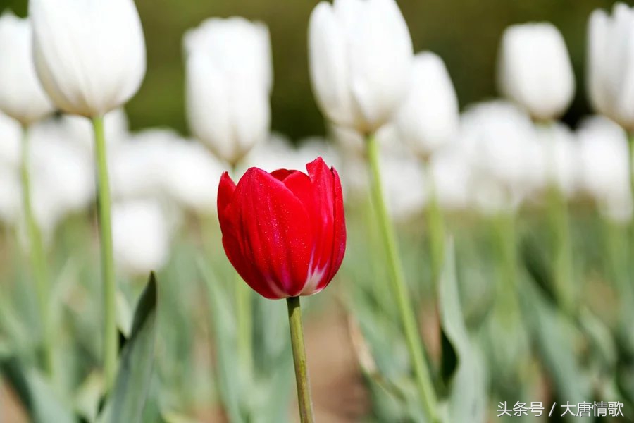 郁金香盛开的美丽,郁金香绽放在波斯湾上空