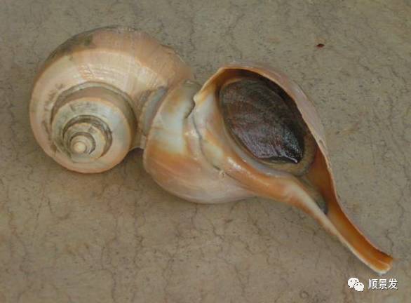 贝类海鲜的品种及图片大全,常见的贝类海鲜图片大全及名称