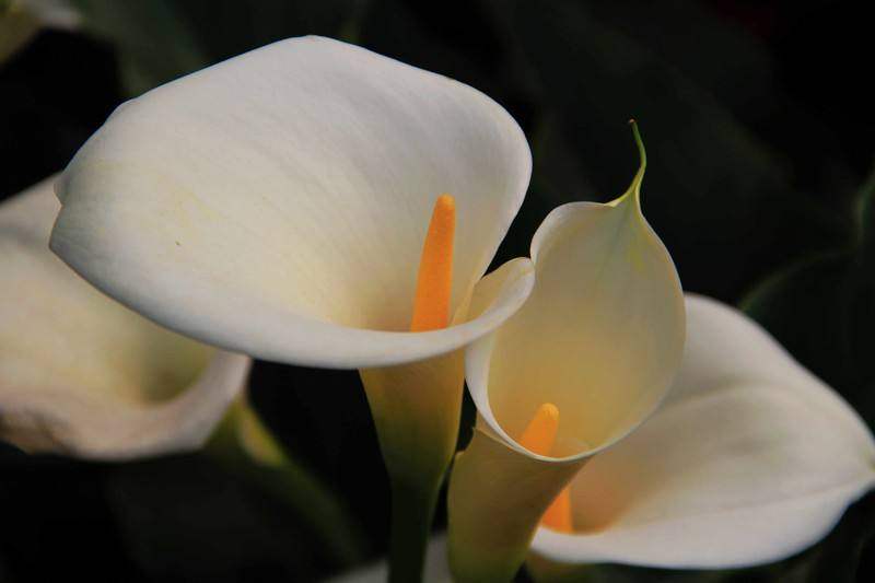 夹竹桃中毒的女孩原视频,夹竹桃中毒死亡女孩