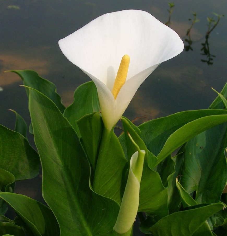 马蹄莲挺秀雅致，花苞洁白，叶片翠绿，可药用清热解毒，治烫伤