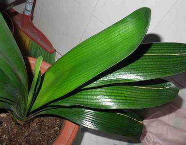 长春君子兰与科学莳养,君子兰用b12可以吗