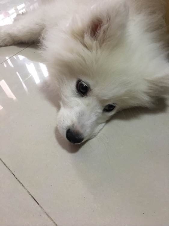 谨慎养猫有这6种坏处你能接受吗,养狗不要养萨摩耶