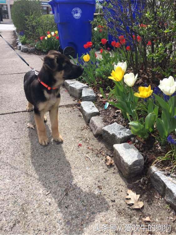 德牧小时候很淘气,德牧多大就不淘气了