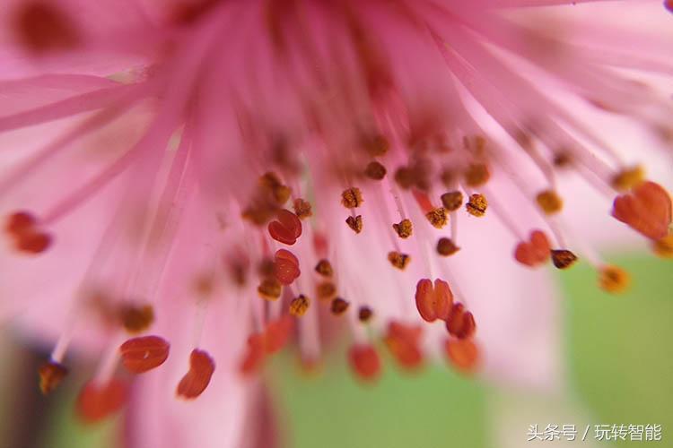 苹果双摄推荐,苹果手机双摄