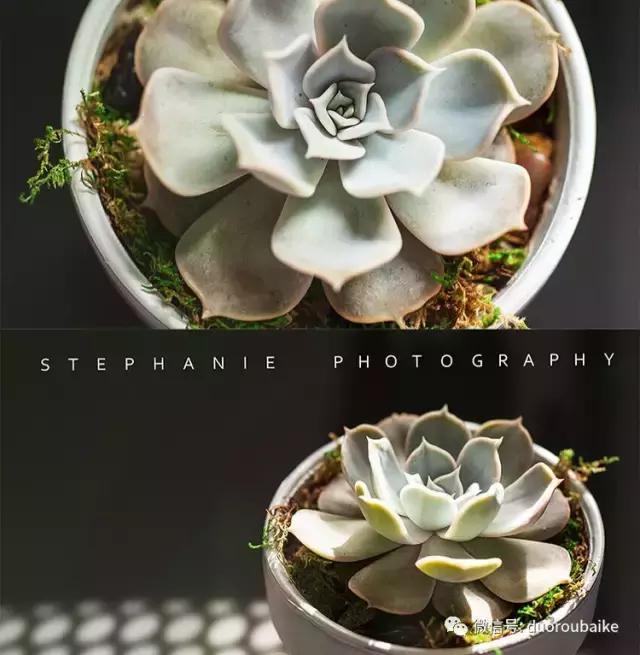 紫外线对植物生长作用与功效,紫外线光对植物生长的影响