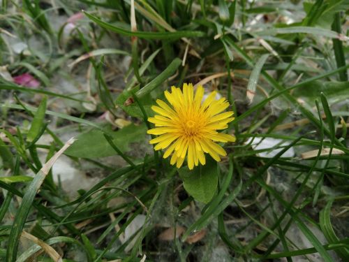 努比亚z17mini闪屏,努比亚z17mini相机变黑白