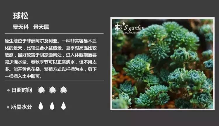 所有多肉植物的名字大全及图片,多肉植物的各种名字大全集